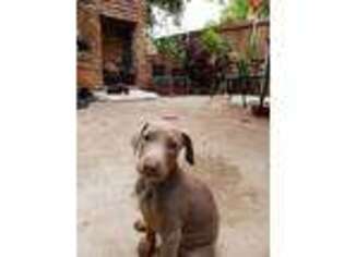 Doberman Pinscher Puppy for sale in Carrollton, TX, USA