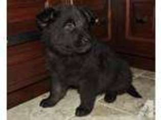 German Shepherd Dog Puppy for sale in BAGLEY, MN, USA