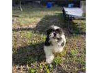 Mutt Puppy for sale in Gainesville, FL, USA