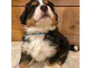 Bernese Mountain Dog Puppy for sale in Litchfield, CT, USA