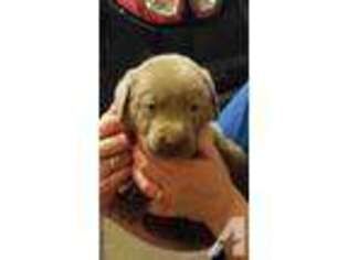 Labrador Retriever Puppy for sale in HASKINS, OH, USA