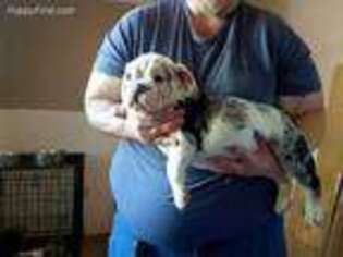 Bulldog Puppy for sale in Scottsboro, AL, USA