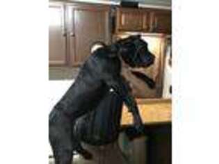 Cane Corso Puppy for sale in Kinderhook, IL, USA