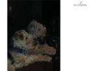 Airedale Terrier Puppy for sale in Oklahoma City, OK, USA