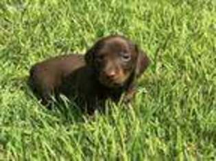 Dachshund Puppy for sale in Comanche, TX, USA