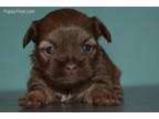 Shorkie Tzu Puppy for sale in Tulsa, OK, USA