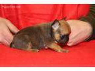 French Bulldog Puppy for sale in Accident, MD, USA
