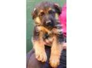 German Shepherd Dog Puppy for sale in Grants Pass, OR, USA