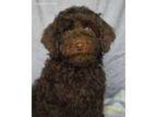 Labradoodle Puppy for sale in Fort Dodge, IA, USA