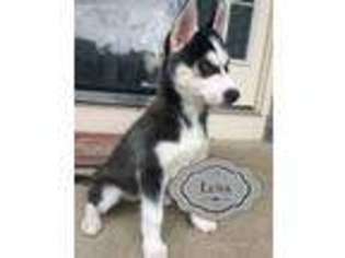 Siberian Husky Puppy for sale in Charles Town, WV, USA