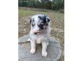 Australian Shepherd Puppy for sale in Doniphan, MO, USA