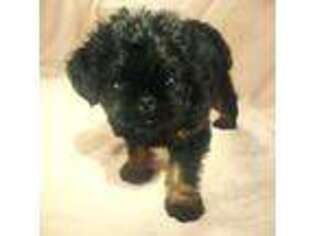 Brussels Griffon Puppy for sale in New Lexington, OH, USA