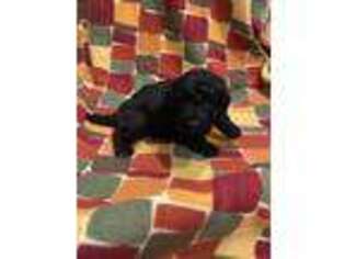 Labradoodle Puppy for sale in Whitehall, MI, USA