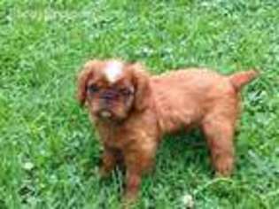 English Toy Spaniel Puppy for sale in North Tazewell, VA, USA