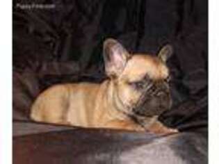 French Bulldog Puppy for sale in Windyville, MO, USA