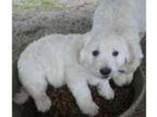 Goldendoodle Puppy for sale in Lone Oak, TX, USA