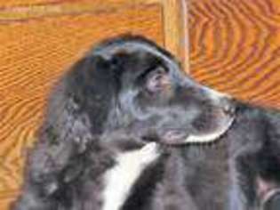Australian Shepherd Puppy for sale in Newport, WA, USA