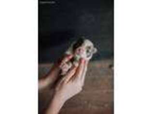 Miniature Australian Shepherd Puppy for sale in Moultrie, GA, USA