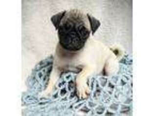 Pug Puppy for sale in Loxley, AL, USA