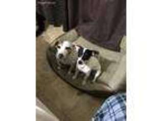 Jack Russell Terrier Puppy for sale in Chino, CA, USA