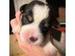 Pembroke Welsh Corgi Puppy for sale in Cumming, GA, USA