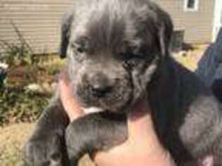 Cane Corso Puppy for sale in Huntsville, AL, USA