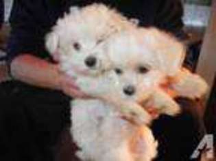 Maltese Puppy for sale in PITTSFIELD, NH, USA