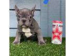 French Bulldog Puppy for sale in Eugene, OR, USA
