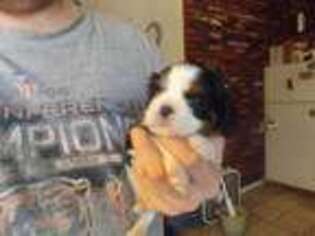 Cavalier King Charles Spaniel Puppy for sale in Shacklefords, VA, USA