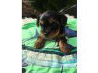 Yorkshire Terrier Puppy for sale in Kerrville, TX, USA