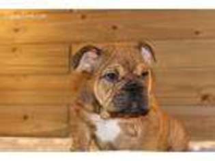 Bulldog Puppy for sale in Leicester, NC, USA