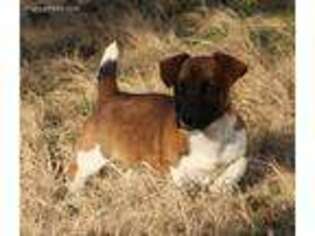 Jack Russell Terrier Puppy for sale in Yale, OK, USA
