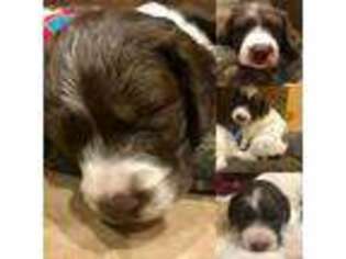 Brittany Puppy for sale in Bradford, PA, USA