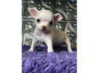 Chihuahua Puppy for sale in Hamilton, MO, USA