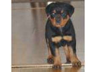 Rottweiler Puppy for sale in Jamaica, NY, USA