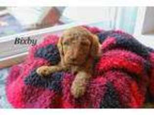 Goldendoodle Puppy for sale in Mifflintown, PA, USA