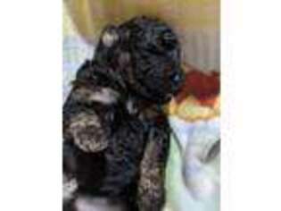 Mutt Puppy for sale in North Branch, MN, USA