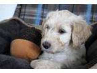 Labradoodle Puppy for sale in Celina, OH, USA