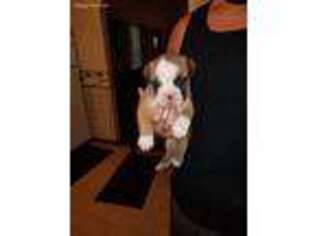 Olde English Bulldogge Puppy for sale in Sproul, PA, USA