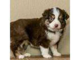 Mutt Puppy for sale in Palacios, TX, USA