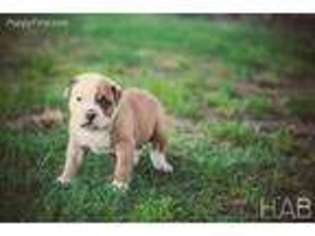 American Bulldog Puppy for sale in Conway, AR, USA