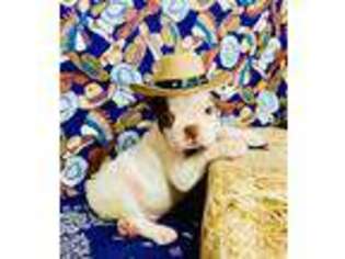 Boston Terrier Puppy for sale in Coulterville, IL, USA