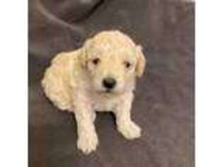 Goldendoodle Puppy for sale in Mobile, AL, USA