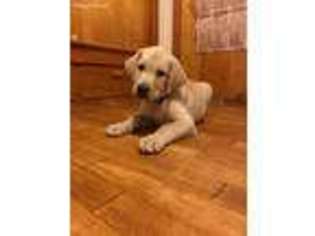 Labrador Retriever Puppy for sale in Miamisburg, OH, USA