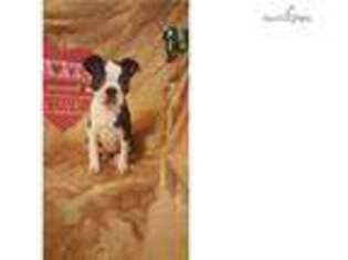 Boston Terrier Puppy for sale in Cincinnati, OH, USA