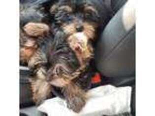 Yorkshire Terrier Puppy for sale in Southbridge, MA, USA