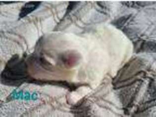 Maltese Puppy for sale in Wheaton, MO, USA