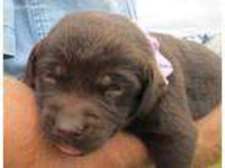 Labrador Retriever Puppy for sale in Arbela, MO, USA