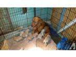 Golden Retriever Puppy for sale in CLANTON, AL, USA