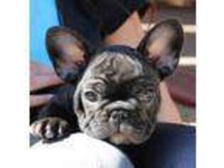 French Bulldog Puppy for sale in Gatesville, TX, USA